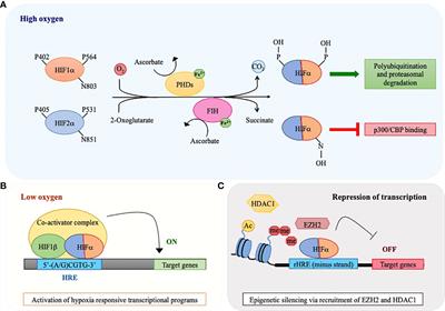 Hypoxic stress and hypoxia-inducible factors in leukemias